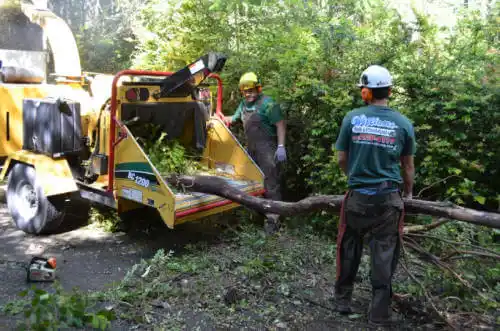 tree services Elephant Head